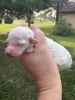Snowball, a female Poodle - Toy  for sale in Centralia, MO – 3 of 4