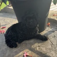 Sadie, a female Poodle - Toy  for sale in Centralia, MO – 6 of 7