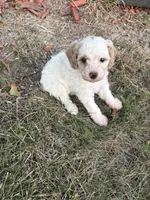 Charlie, a male Poodle - Toy  for sale in Centralia, MO – 3 of 5