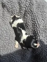 Little Bit, a male Cavalier King Charles Spaniel for sale in Clinton, NC – 2 of 3