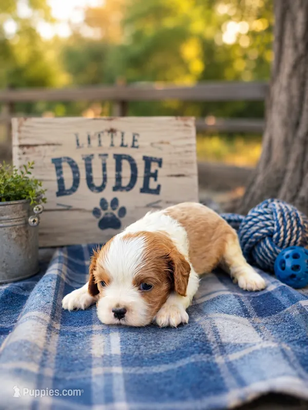 Dusty – Cavalier King Charles Spaniel puppy for sale in Clinton, NC