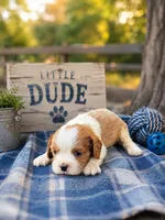 Dusty, a male Cavalier King Charles Spaniel for sale in Clinton, NC – 1 of 1