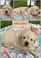 RUBY** AKC English Lab, a female Labrador Retriever for sale in Clinton, NC – 1 of 3