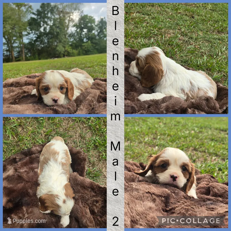  AKC Copper – Cavalier King Charles Spaniel puppy for sale in Clinton, NC