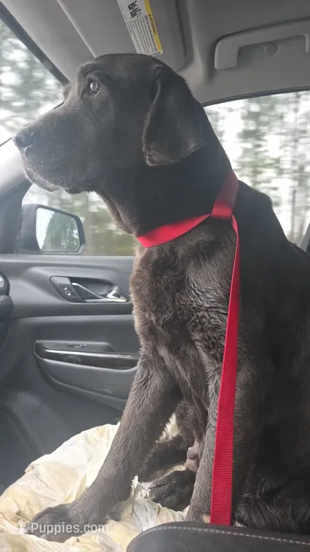 Maggie – Labrador Retriever puppy for sale in Clinton, NC