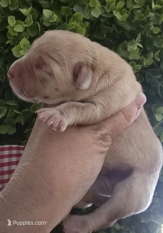 Luke – Labrador Retriever puppy for sale in Clinton, NC