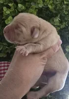 Luke, a male Labrador Retriever for sale in Clinton, NC – 1 of 5