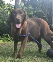 Hershey is Expecting , a  Labrador Retriever for sale in Clinton, NC – 2 of 3