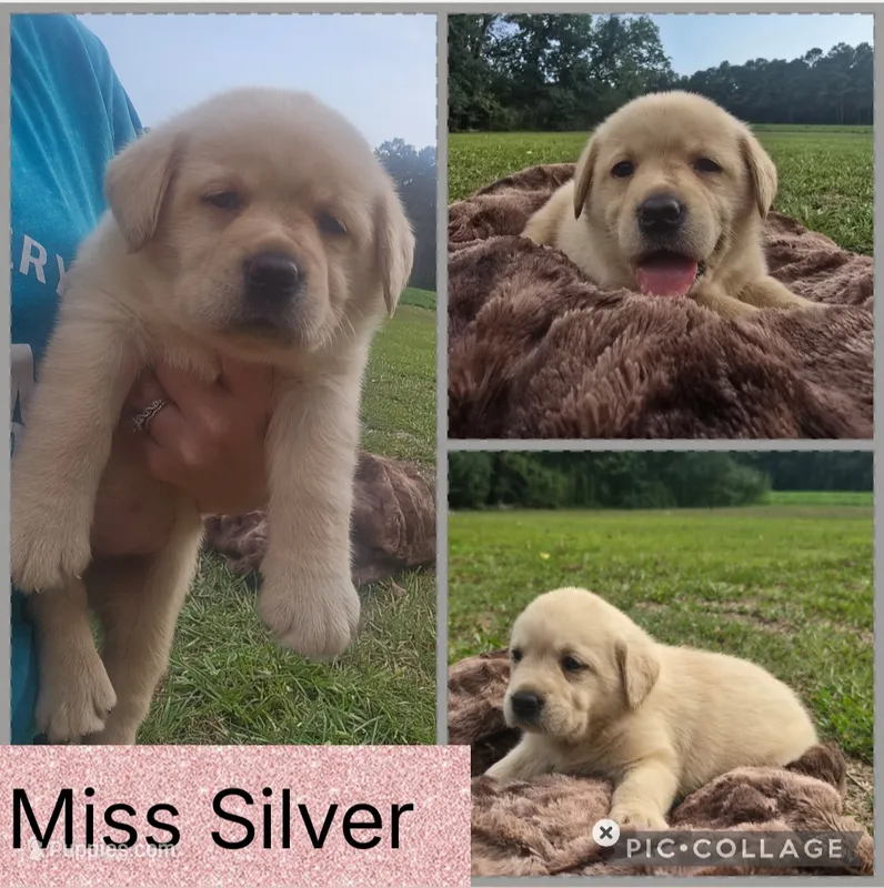 *Molly*- AKC English Lab – Labrador Retriever puppy for sale in Clinton, NC