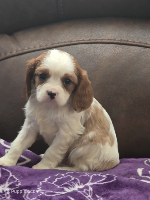  AKC Copper – Cavalier King Charles Spaniel puppy for sale in Clinton, NC