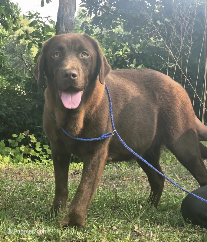 Hershey – Labrador Retriever puppy for sale in Clinton, NC