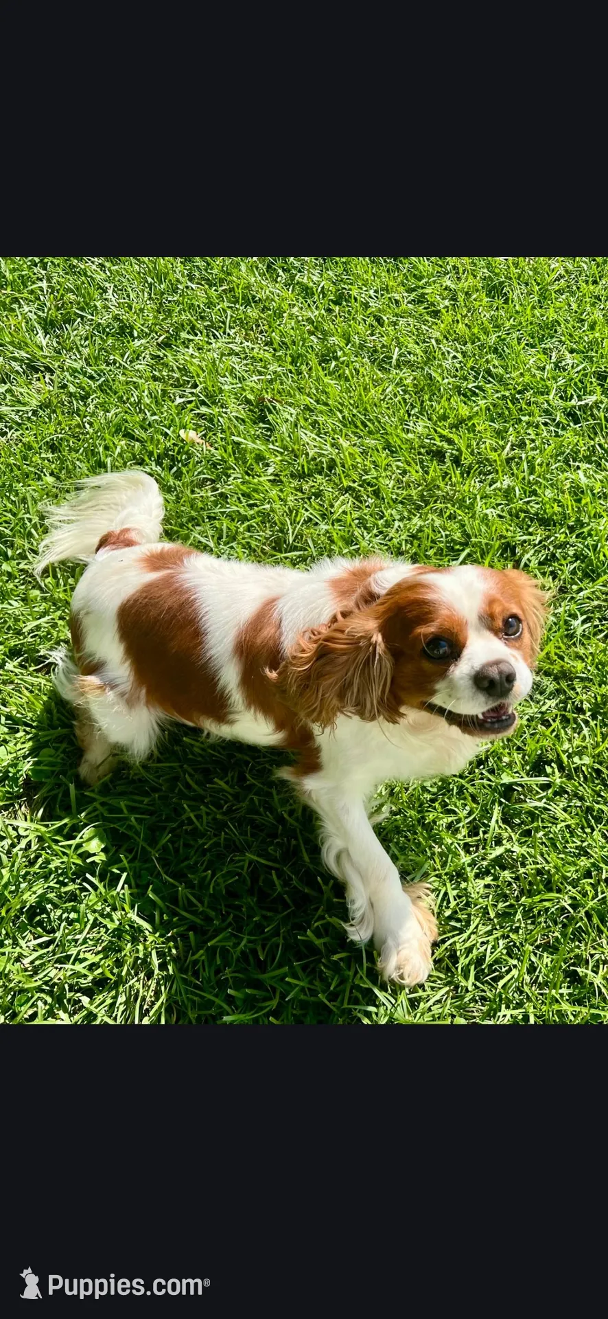 Calypso is expecting , a  Cavalier King Charles Spaniel for sale in Clinton, NC – 4 of 4