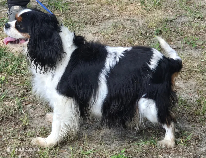 Calypso is expecting  – Cavalier King Charles Spaniel puppy for sale in Clinton, NC