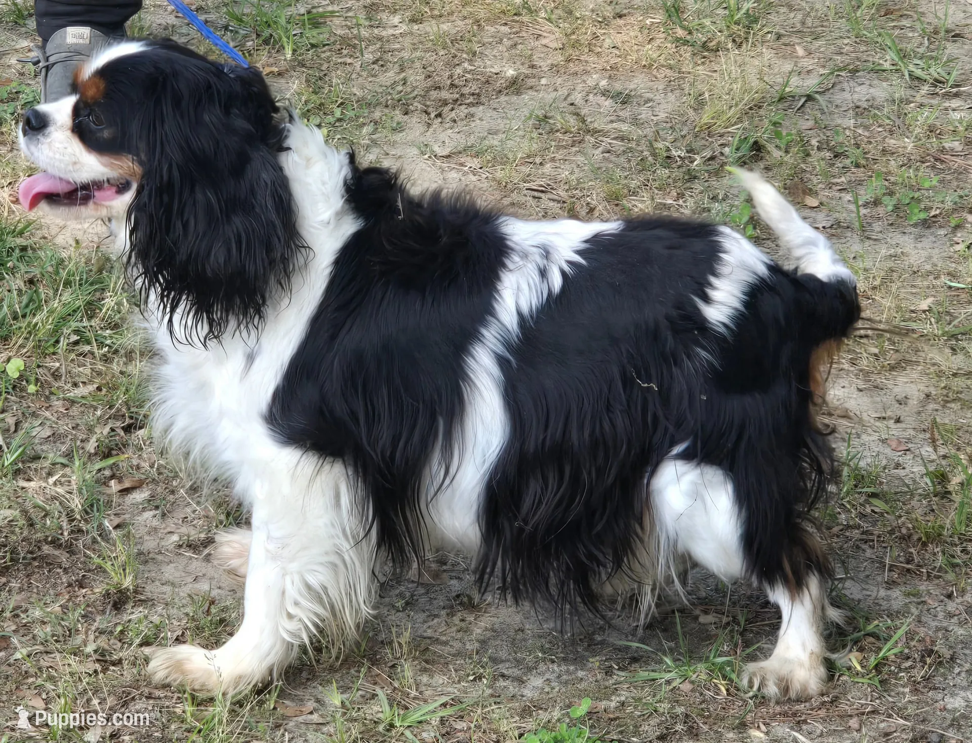 Calypso is expecting , a  Cavalier King Charles Spaniel for sale in Clinton, NC – 1 of 4