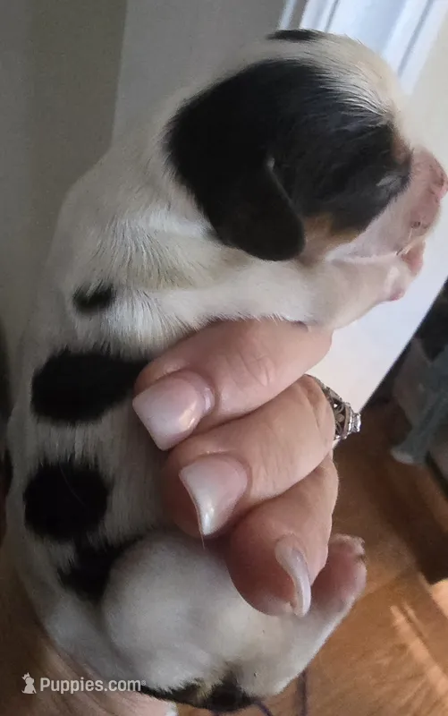 Darla – Cavalier King Charles Spaniel puppy for sale in Clinton, NC