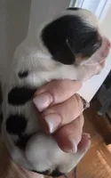 Darla, a female Cavalier King Charles Spaniel for sale in Clinton, NC – 1 of 6
