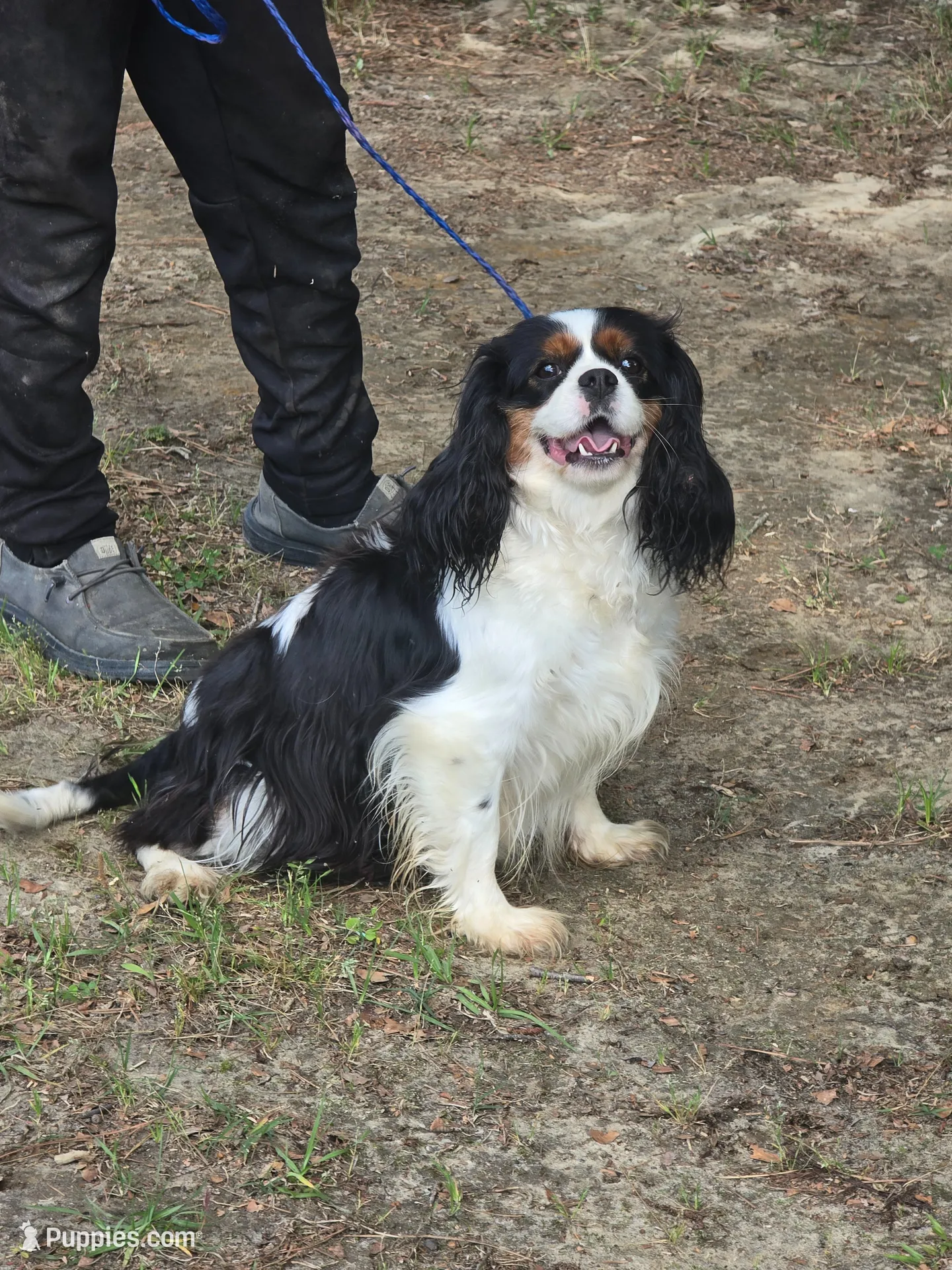 Calypso is expecting , a  Cavalier King Charles Spaniel for sale in Clinton, NC – 2 of 4