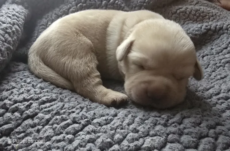 *Molly*-English Lab – Labrador Retriever puppy for sale in Clinton, NC