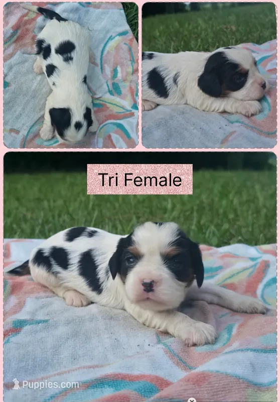 Darla – Cavalier King Charles Spaniel puppy on hold in Clinton, NC
