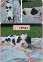 Darla, a female Cavalier King Charles Spaniel for sale in Clinton, NC – 1 of 1