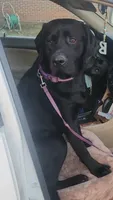 Bella, a female Labrador Retriever for sale in Clinton, NC – 5 of 5