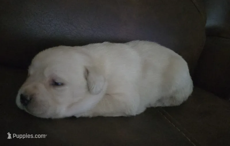 *Molly*-English Lab – Labrador Retriever puppy for sale in Clinton, NC