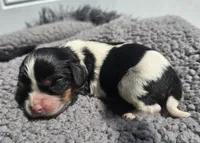 Little Bit, a male Cavalier King Charles Spaniel for sale in Clinton, NC – 3 of 3