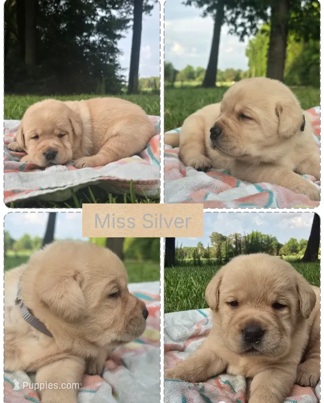 *Molly*- AKC English Lab – Labrador Retriever puppy for sale in Clinton, NC
