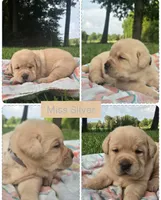*Molly*- AKC English Lab, a female Labrador Retriever for sale in Clinton, NC – 1 of 3