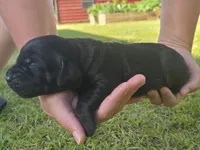 Bella, a female Labrador Retriever for sale in Clinton, NC – 1 of 5