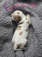 Grace, a female Cavalier King Charles Spaniel for sale in Clinton, NC – 2 of 3