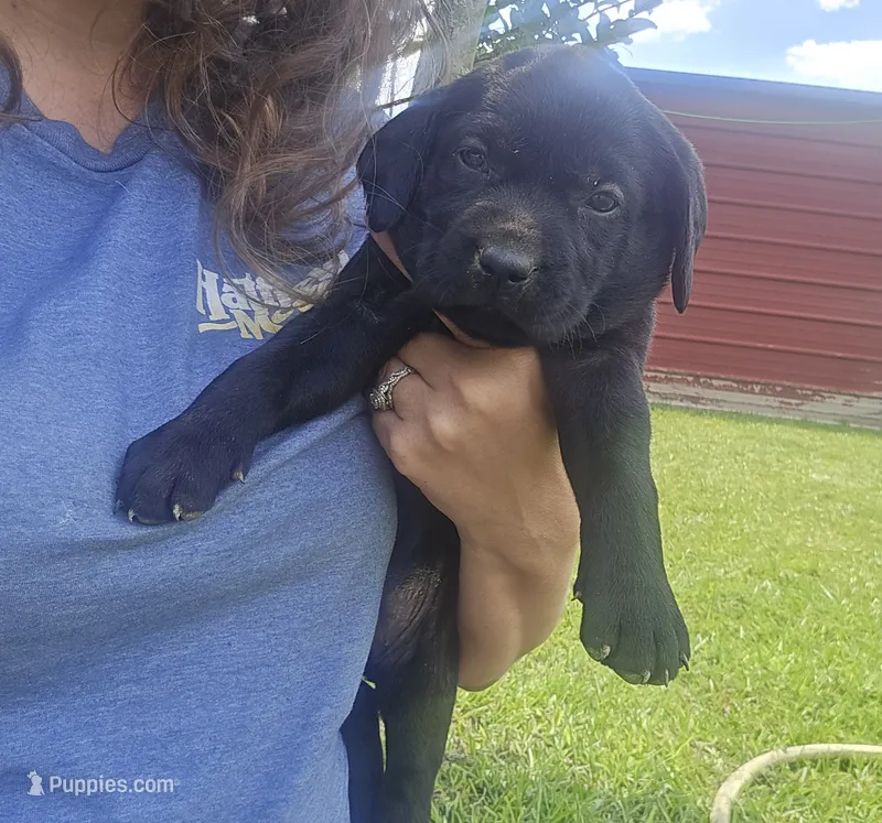 Bella – Labrador Retriever puppy for sale in Clinton, NC