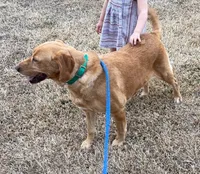 Bella, a female Labrador Retriever for sale in Clinton, NC – 4 of 5