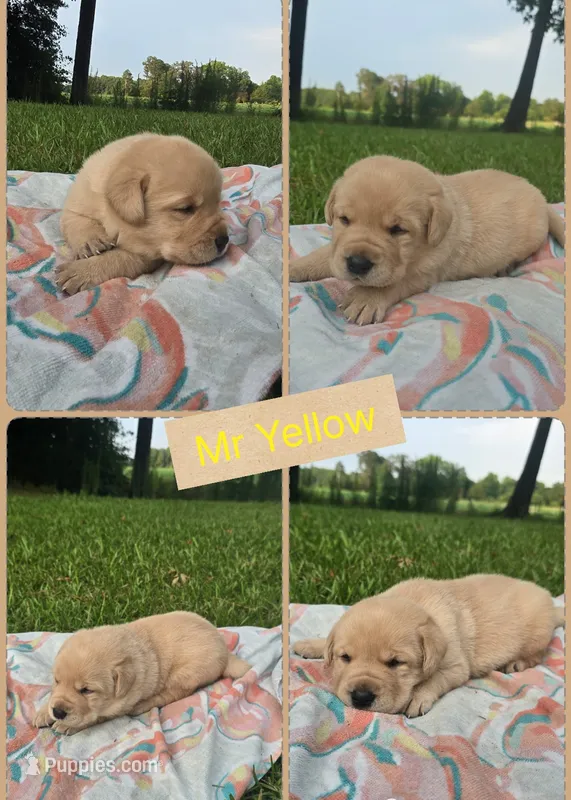 *Luke*-English Lab – Labrador Retriever puppy for sale in Clinton, NC
