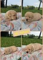 *Luke*- AKC English Lab, a male Labrador Retriever for sale in Clinton, NC – 1 of 3