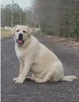 Bella ** AKC English Lab**, a female Labrador Retriever for sale in Clinton, NC – 3 of 3