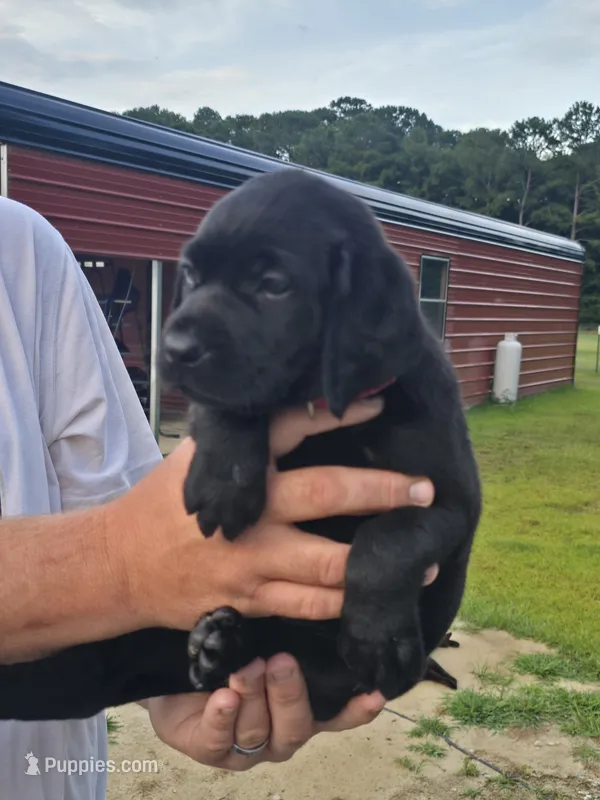 Bella – Labrador Retriever puppy for sale in Clinton, NC