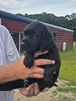 Bella*** 800 OBO** Fathers Day special, a female Labrador Retriever for sale in Clinton, NC – 1 of 4
