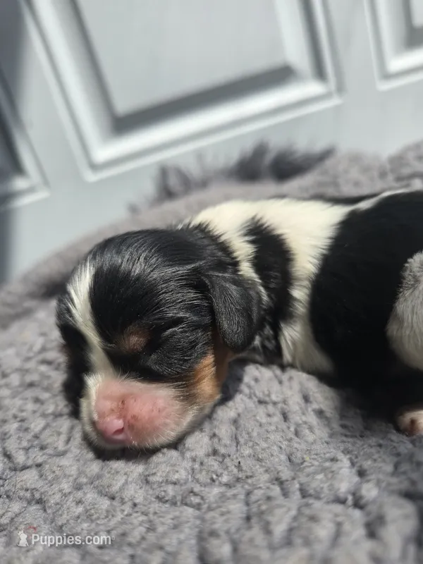 Little Bit – Cavalier King Charles Spaniel puppy for sale in Clinton, NC