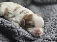 Grace, a female Cavalier King Charles Spaniel for sale in Clinton, NC – 3 of 3