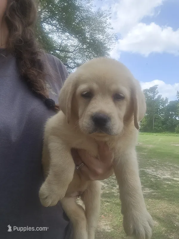 RUBY** AKC English Lab – Labrador Retriever puppy on hold in Clinton, NC