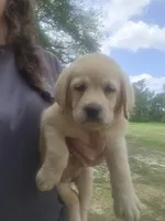 RUBY** AKC English Lab, a female Labrador Retriever for sale in Clinton, NC – 1 of 1