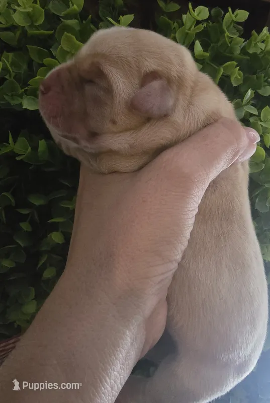 Molly – Labrador Retriever puppy for sale in Clinton, NC