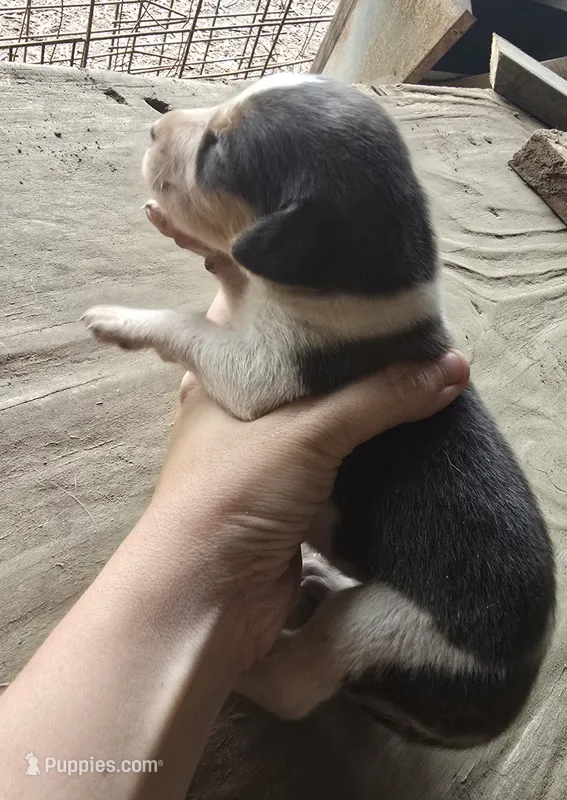 Copper  – Treeing Walker Coonhound puppy for sale in Clinton, NC