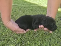 Bella, a female Labrador Retriever for sale in Clinton, NC – 3 of 5