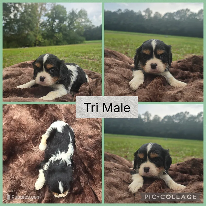 AkC Little Bit – Cavalier King Charles Spaniel puppy for sale in Clinton, NC