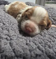 Copper, a male Cavalier King Charles Spaniel for sale in Clinton, NC – 1 of 2