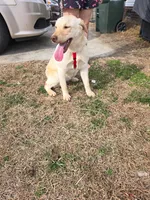 Jasmine , a female Labrador Retriever for sale in Clinton, NC – 1 of 1