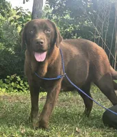 RUBY** AKC English Lab, a female Labrador Retriever for sale in Clinton, NC – 2 of 3