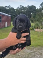 Bella*** 800 OBO** Fathers Day special, a female Labrador Retriever for sale in Clinton, NC – 2 of 4